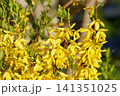 花木の春の花　レンギョウ 141351025