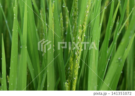 白く小さい イネの花 白く小さい イネの花 141351072