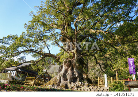 日本一の巨樹が鎮座する蒲生八幡神社の楠老木 日本一の巨樹が鎮座する蒲生八幡神社の楠老木 141351173