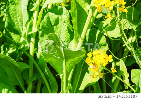 春の陽気に咲く菜の花とミツバチのひととき 春の陽気に咲く菜の花とミツバチのひととき 141351187