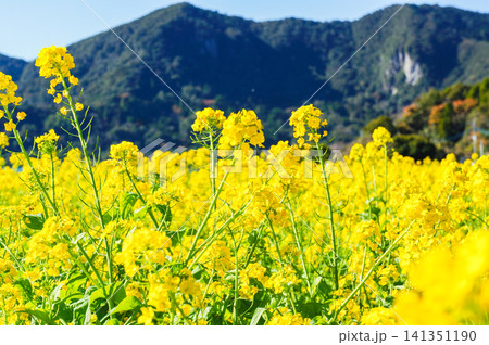 春風に揺れる池田湖畔の菜の花畑 春風に揺れる池田湖畔の菜の花畑 141351190