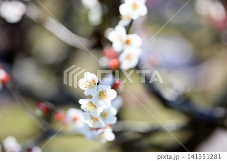 爽やか　白梅の花　実成枝垂 141351281