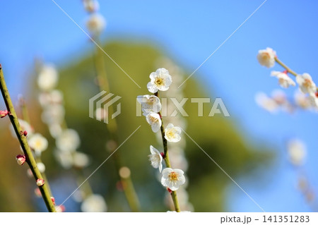爽やか 白梅の花 玉垣 爽やか 白梅の花 玉垣 141351283