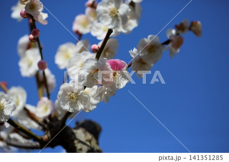 可愛い　梅の花　輪違い　思いのまま 141351285