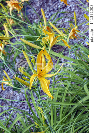 Golden Spider Daylilies with Long Narrow Curved Tepals Golden Spider Daylilies with Long Narrow Curved Tepals 141351308