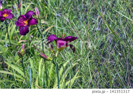 Dark Purple Daylilies with Buds in a Natural Garden Setting 141351317