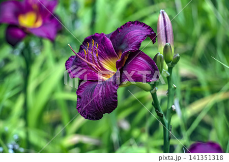 Dark Purple Daylily with Yellow Throat and Unopened Bud Dark Purple Daylily with Yellow Throat and Unopened Bud 141351318