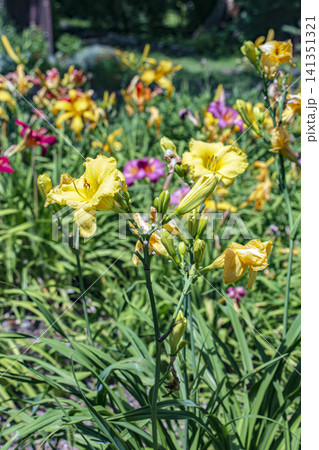Yellow Daylilies Blooming in a Colorful Mixed Flower Bed 141351321