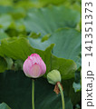 蓮の花と実のある風景 141351373