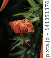 オニユリの花 141351376