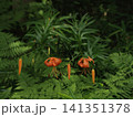並んで咲くオニユリの蕾と花 141351378