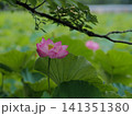 木陰の蓮の花　横位置 141351380