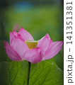 ハスの花、清浄なる花 141351381