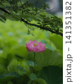 木陰の蓮の花 縦位置 141351382