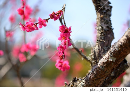 鮮やか 紅梅の花 紅千鳥 鮮やか 紅梅の花 紅千鳥 141351410