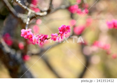 鮮やか 紅梅の花 紅千鳥 鮮やか 紅梅の花 紅千鳥 141351412