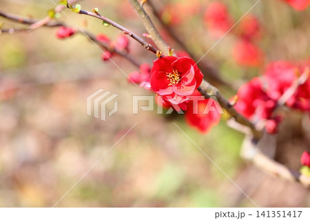 鮮やか 春花 ボケの花 鮮やか 春花 ボケの花 141351417