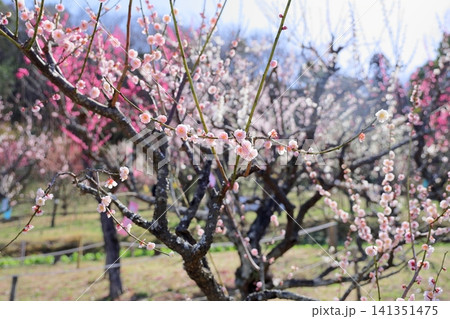 可愛い 梅の花 朱鷺の舞 可愛い 梅の花 朱鷺の舞 141351475