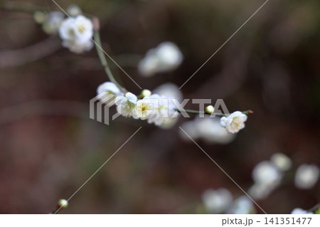 爽やか 白梅の花 爽やか 白梅の花 141351477