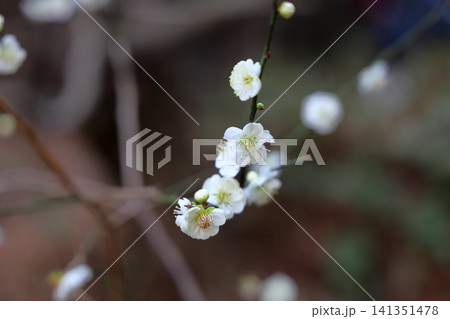 爽やか 白梅の花 爽やか 白梅の花 141351478