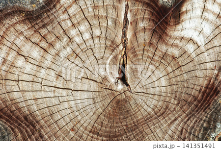 Wood texture background, tree trunk cross section Wood texture background, tree trunk cross section 141351491