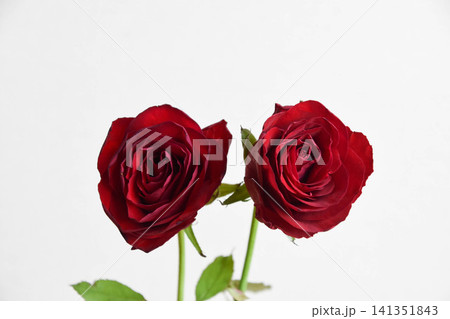 赤い薔薇 141351843
