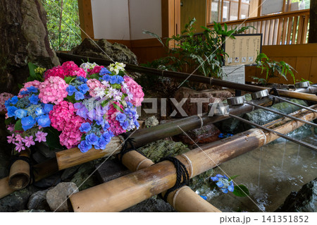 手水舎に浮かぶ紫陽花 手水舎に浮かぶ紫陽花 141351852