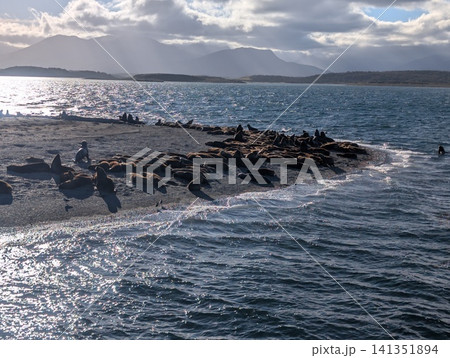 Sea Lion Colony in Dramatic Beagle Channel Mountain Landscape Sea Lion Colony in Dramatic Beagle Channel Mountain Landscape 141351894