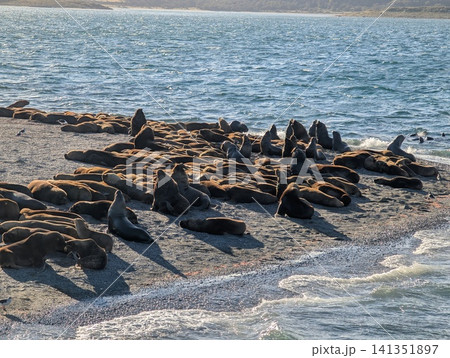 South American Sea Lion Colony Along Foamy Beagle Channel Shore 141351897