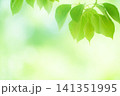 清々しさが漂う新緑の季節 141351995