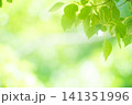 清々しさが漂う新緑の季節 141351996