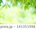 清々しさが漂う新緑の季節 141351998
