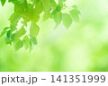 清々しさが漂う新緑の季節 141351999