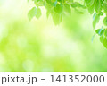 清々しさが漂う新緑の季節 141352000