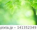 清々しさが漂う新緑の季節 141352349