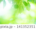清々しさが漂う新緑の季節 141352351