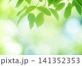 清々しさが漂う新緑の季節 141352353