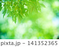 清々しさが漂う新緑の季節 141352365
