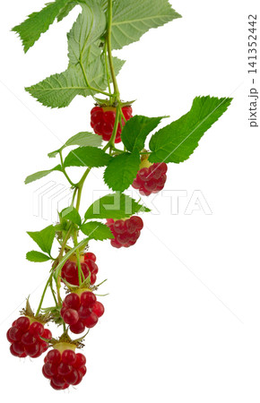 raspberry branches with berries and leaves. fresh raspberries .Healthy and wholesome food concept. Isolated on transparent, png raspberry branches with berries and leaves. fresh raspberries .Healthy and wholesome food concept. Isolated on transparent, png 141352442