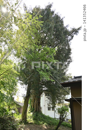 岩槻散歩:曹洞宗 光秀寺 境内のカヤノキ 岩槻散歩:曹洞宗 光秀寺 境内のカヤノキ 141352466