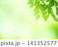 清々しさが漂う新緑の季節 141352577