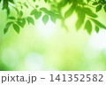 清々しさが漂う新緑の季節 141352582