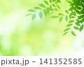 清々しさが漂う新緑の季節 141352585