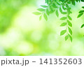 清々しさが漂う新緑の季節 141352603