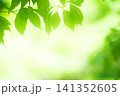 清々しさが漂う新緑の季節 141352605