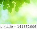 清々しさが漂う新緑の季節 141352606
