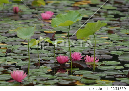日本庭園の蓮池に咲くスイレンの花 日本庭園の蓮池に咲くスイレンの花 141353229