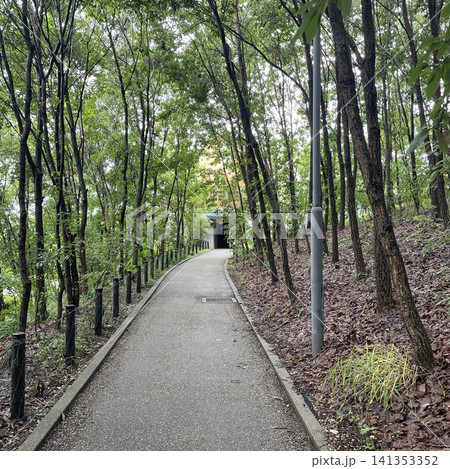 森林に囲まれた静かな遊歩道と緑豊かな自然風景 森林に囲まれた静かな遊歩道と緑豊かな自然風景 141353352
