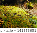 春の森の癒し背景 テクスチャとして使える苔と木漏れ日（川乗山） 141353651