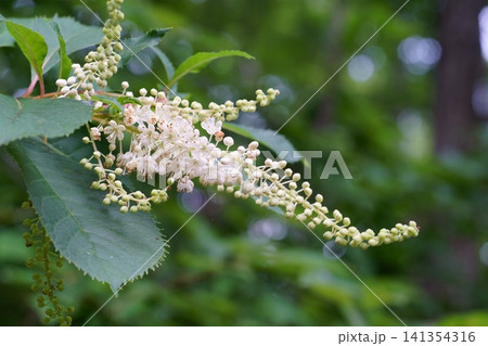 リョウブの花と蕾 リョウブの花と蕾 141354316